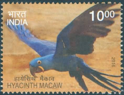 Exotic Birds;  Hyacinth Macaw - MNH