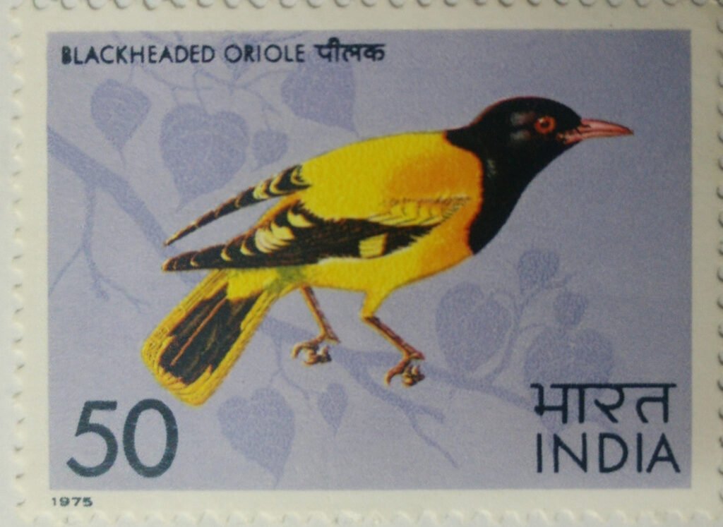 Black Headed Oriole Black Headed Oriole, Oriolus larvatus, Passerine, 50 P.  (Hinged/Gum washed)