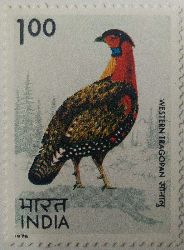 Western Tragopan. Western Tragopan, Western Horned Tragopan, Tragopan melanocephalus, Pheasant, Rs. 1  (Hinged/Gum washed)