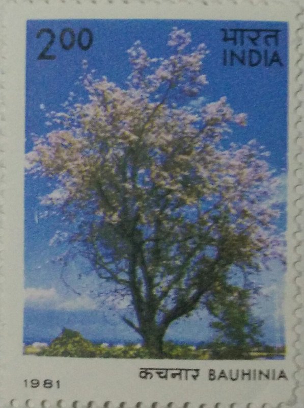 Flowering Trees - Bauhinia. Flower, Tree, B. divaricata, Kachnar,Rs. 2  (Hinged/Gum washed)