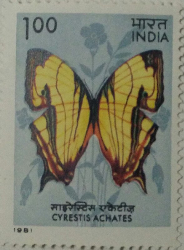 Butterflies - Cyrestis Achates. Butterfly, Cyrestis achates, Nymphalidae,Rs. 1 (Hinged/Gum washed)