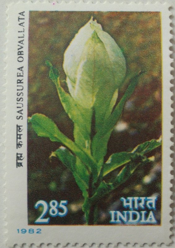 Himalayan Flowers - Saussurea obvallata , Brahma kamala  (Hinged/Gum washed)