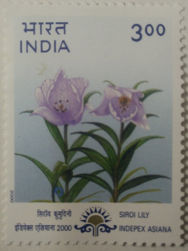 "Indepex-Asiana 2000";Lilium macklinae (Hinged/Gum washed)