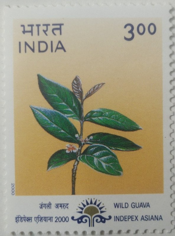"Indepex-Asiana 2000";Psidium guineense (Hinged/Gum washed)