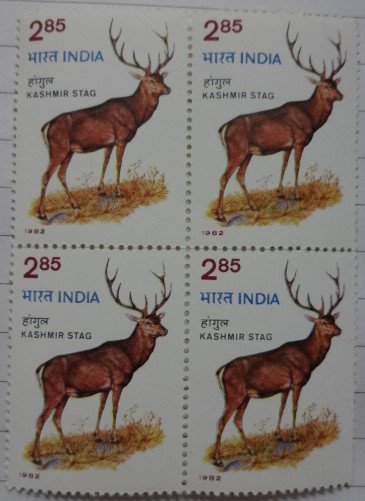 Wildlife week, Hangul Red Deer stag