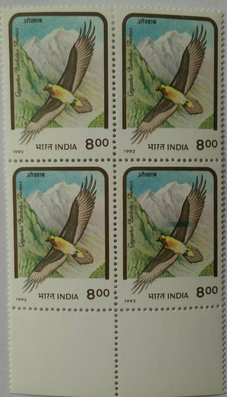 Birds of Prey. Lammergeier