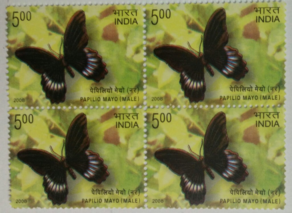 Endemic Butterflies of Andaman And Nicobar; Papilio mayo