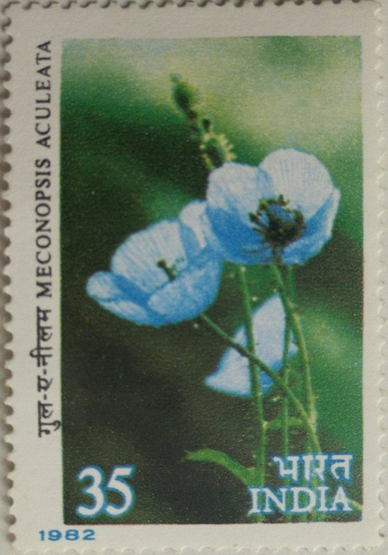 Himalayan Flowers - Blue Poppy. Wild Flower, Blue Poppy, Meconopsis aculeata, Botany, 35 P. - MNH