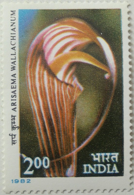 Himalayan Flowers - Arisaema Wallachianum. Flower, Arisaema Wallachianum, Cobra Lily, Botany, Rs. 2 - MNH
