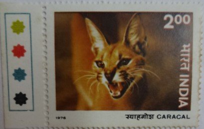 Caracal (Hinged/Gum Wash)