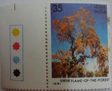 Butea monosperma Flame of the Forest  (Hinged/Gum Wash)