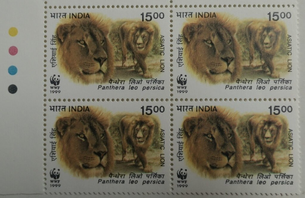 Two lionss