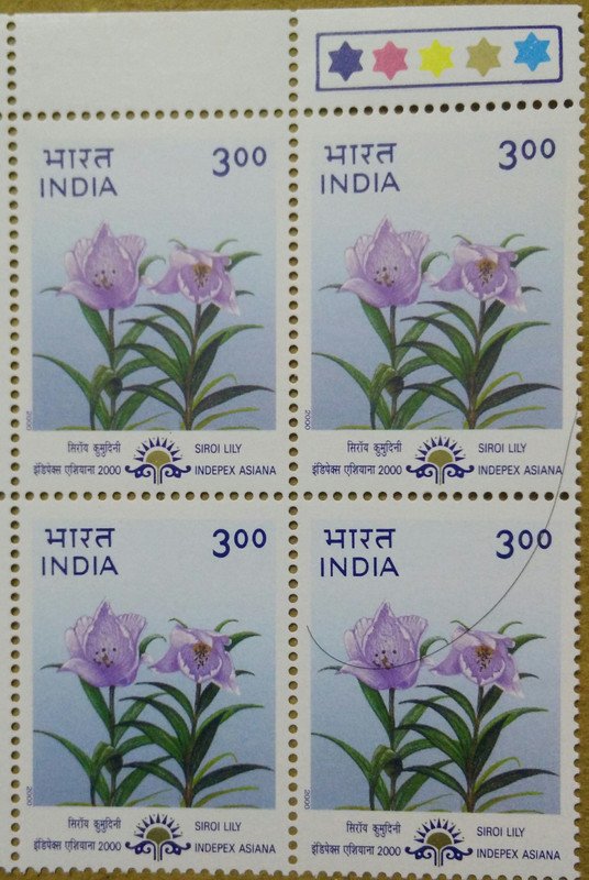 "Indepex-Asiana 2000";Lilium macklinae