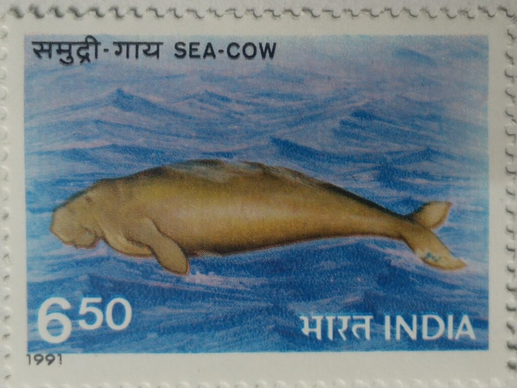 Endangered Marine Mammals, Dugong dugon- MNH