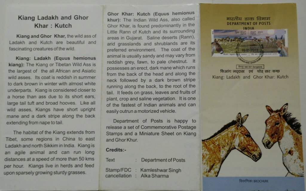 Wild Ass of Kutch & Ladakh - Kiang : Ladakh Kiang, Equus KiangGhor Khar : Kutch Ghor Khar, Khur, Equus Hemionus khur,, Wild Ass  (SBR)