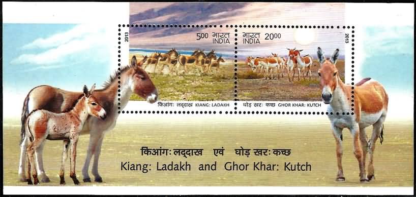 Kutch Wild Asses - 2013 (PMS)