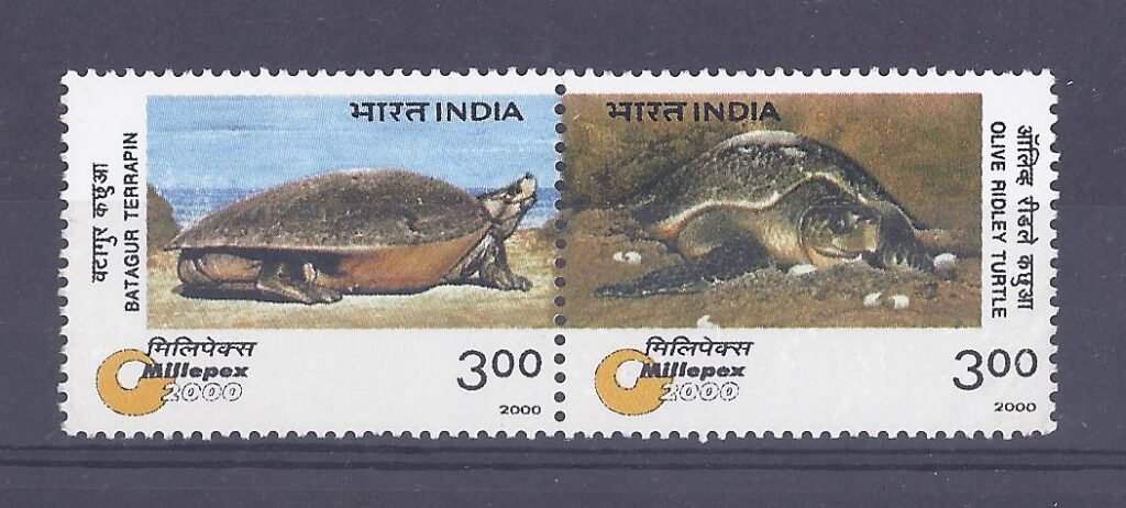 Turtles (PST)