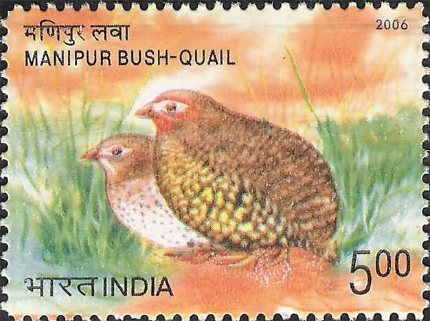 Endangered Birds of India, Manipur Bush-Quail, Perdicula manipurensis- MNH