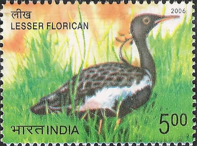 Endangered Birds of India, Lesser Florican, Sypheotides indica- MNH