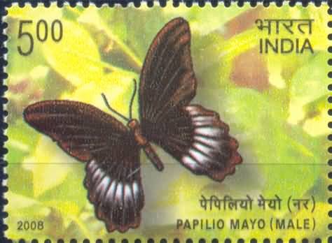 Epiindemic Butterglies of Andaman and Nicobar Island, Papilio mayo Male- MNH