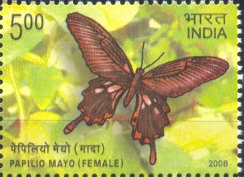 Epiindemic Butterglies of Andaman and Nicobar Island,mormon Female- MNH