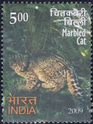 Marbled CAT Thematic Marbled Cat- MNH