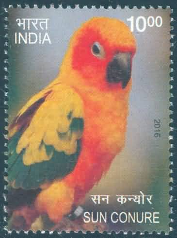 Exotic Birds; Sun conure - MNH