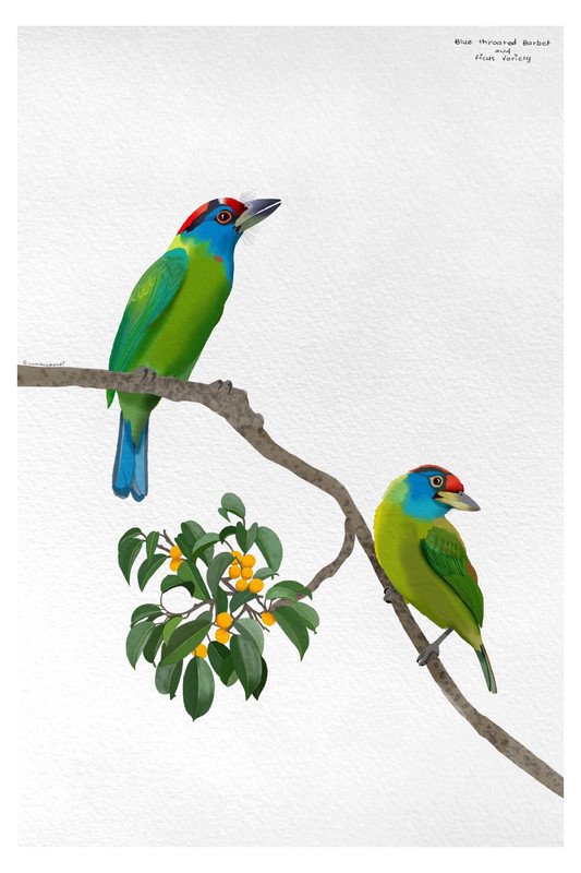 Blue Throated Barbet by sambaarwadi