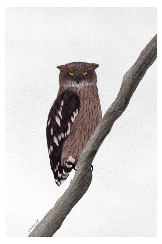 Brown Fish Owl by sambaarwadi