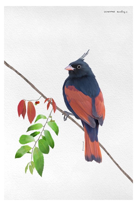 Creasted Bunting  by sambaarwadi