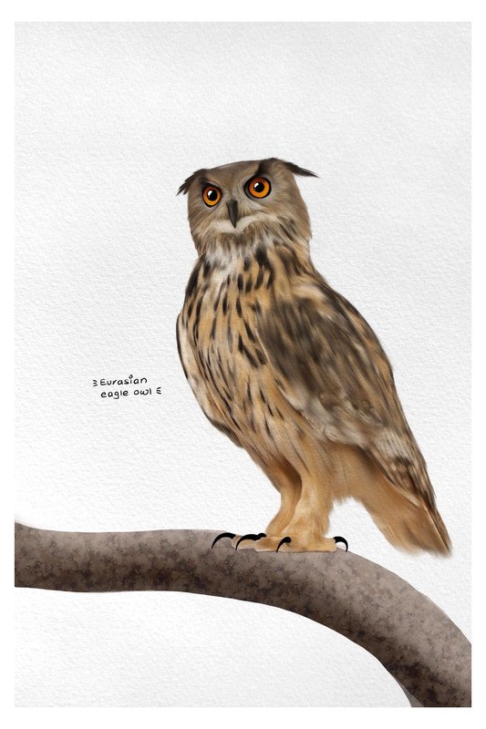 Eurasian Eagle Owl by sambaarwadi