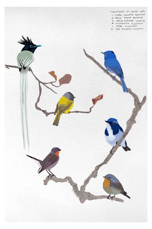 Flycatchers of Central India by sambaarwadi