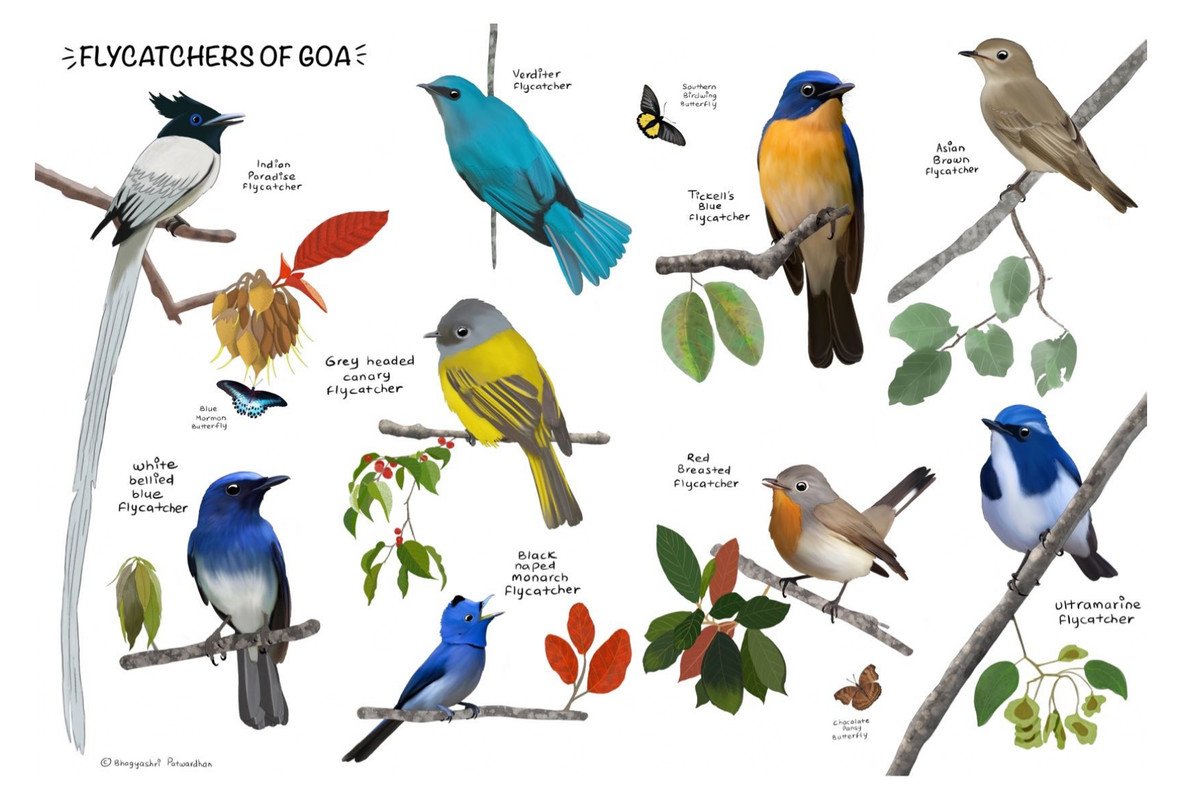 Flycatchers of Goa by sambaarwadi