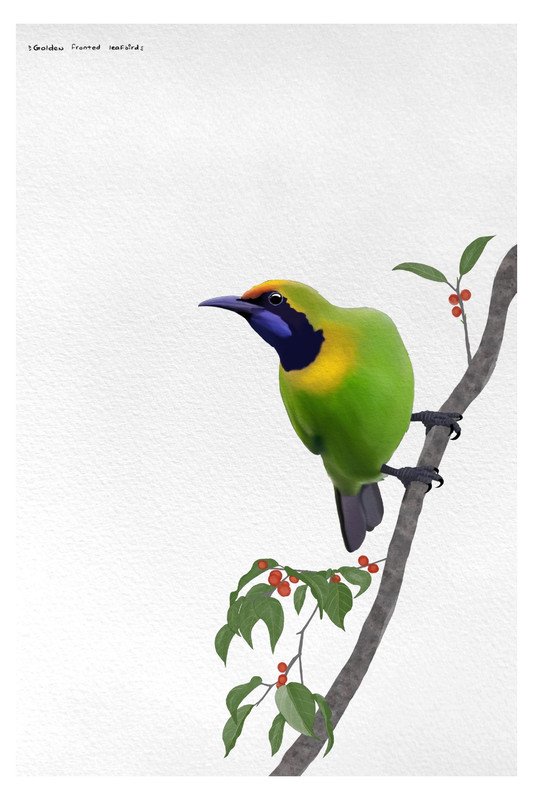 Golden Fronted Leafbird by sambaarwadi