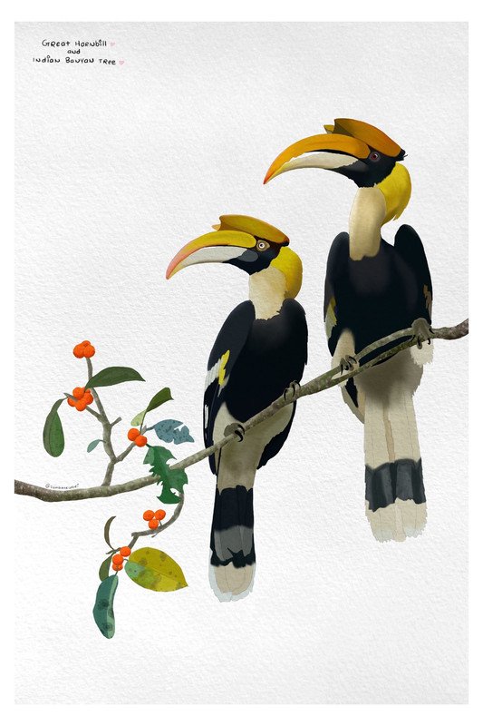 Great Hornbill and Banayan Tree by sambaarwadi