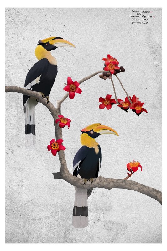 Great Hornbill and Bombax Ceiba Tree by sambaarwadi