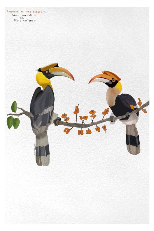 Great Hornbill and Ficus variety by sambaarwadi