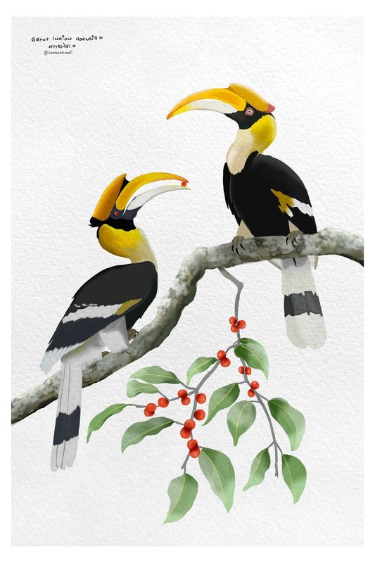 Great Indian Hornbill on Red Fruit Tree by sambaarwadi
