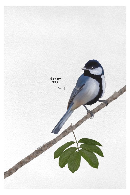 Great Tit by sambaarwadi