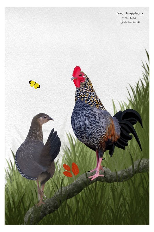 Grey Jungle Fowl by sambaarwadi