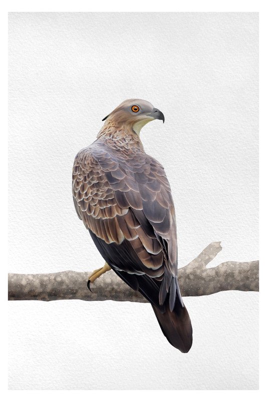 HOEY BUZZARD by sambaarwadi