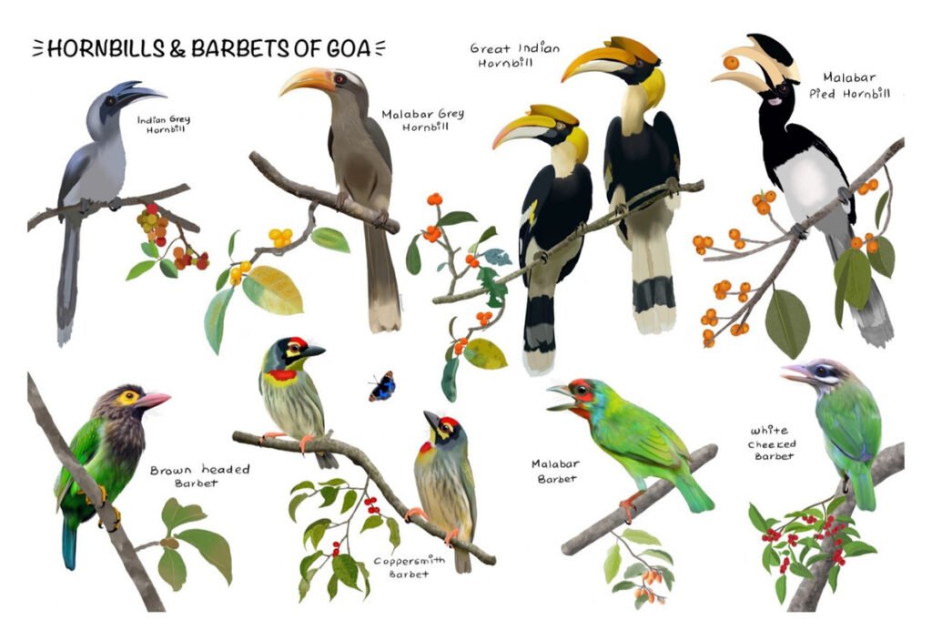 Hornbills and Barbets of Goa by sambaarwadi