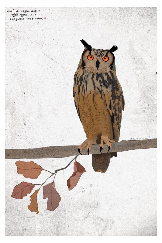 Indian Eagle Owl on Saagwan Tree  by sambaarwadi