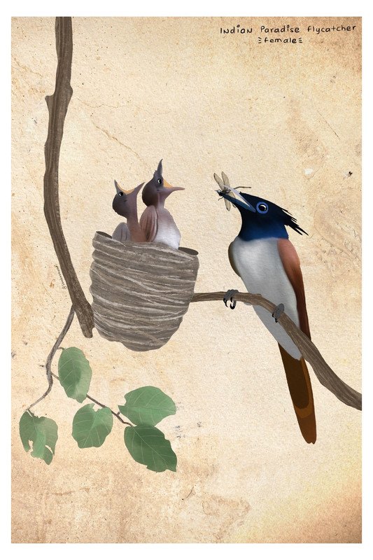 Indian Paradise Flycatcher Female with Nest by sambaarwadi