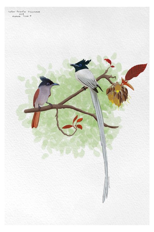 Indian Paradise Flycatcher Male and Female and Mahua Tree by sambaarwadi