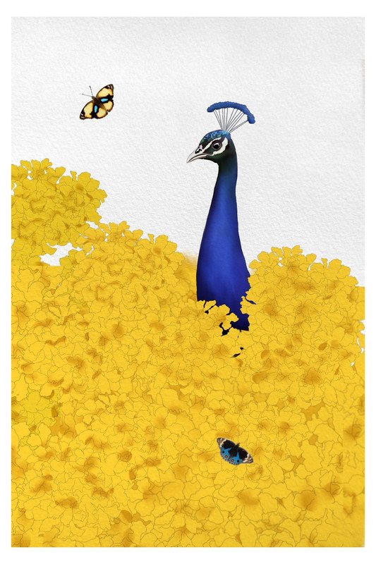 Indian Peacock in Yellow Flowers  by sambaarwadi