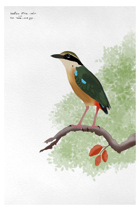 Indian Pitta  by sambaarwadi