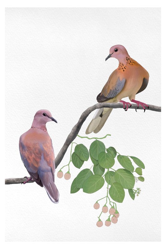 Laughing Dove by sambaarwadi