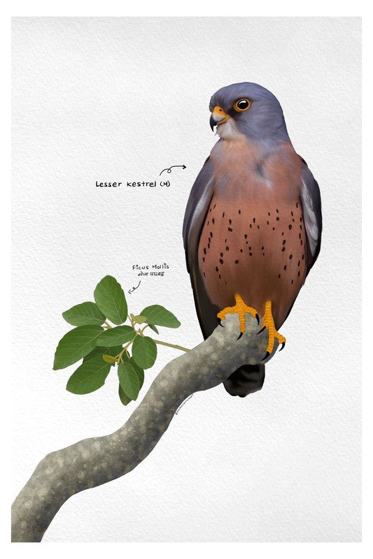 Lesser Kestral by sambaarwadi