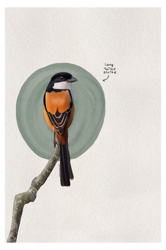 Long Tailed Shrike by sambaarwadi